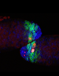 תצפית במיקרוסקופ קון-פוקלי בשני אשכים של זבובי פירות בוגרים מלאים בתאי נבט מתחלקים (בירוק). כרבע מהתאים האלה (באדום ובוורוד) מתים במסלול המוות החלופי